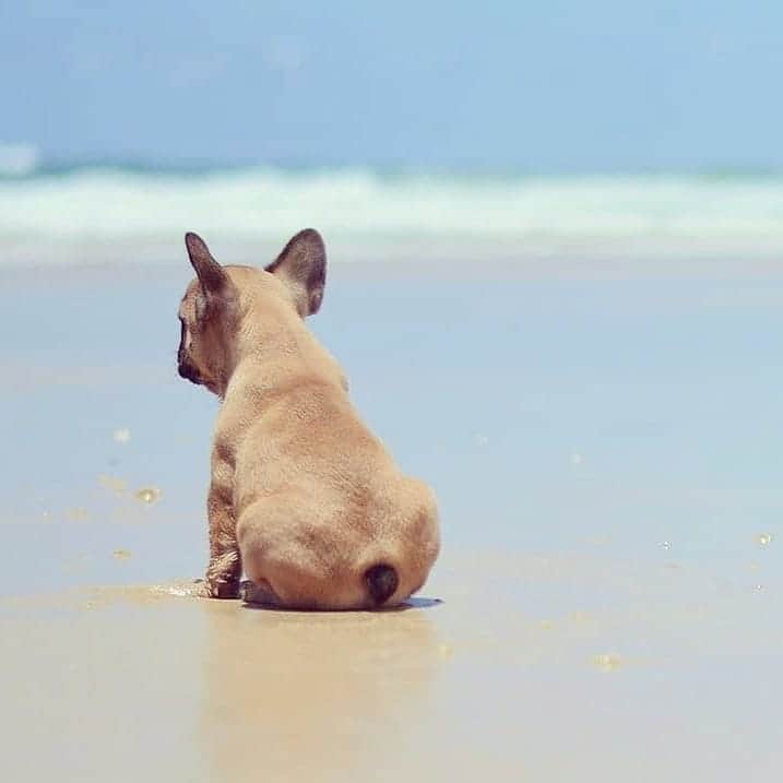 French Bulldogさんのインスタグラム写真 - (French BulldogInstagram)「Chillin' at the beach ⛱ @polly.pops.the.frenchie . . . . . #bulldoglove #bulldog #frenchiemoments #frenchiesquad#bulldogs #doggy #bulldogsofinstagram #frenchiecrew#frenchiemania #frenchiemom #frenchieoverload#frenchiesofinsta #frenchiesgram #frenchiephotos#frenchieofig #frenchbully #frenchiesociety #frenchielovers#frenchbulldoglife #bulldogfrancese#frenchbulldogofinstagram #frenchielover #frenchieoverload#frenchbulldoglovers #frenchiepuppy #thefrenchiepost#frenchielife #frenchiegram #squishyface #frenchies」8月11日 19時40分 - frenchie.world