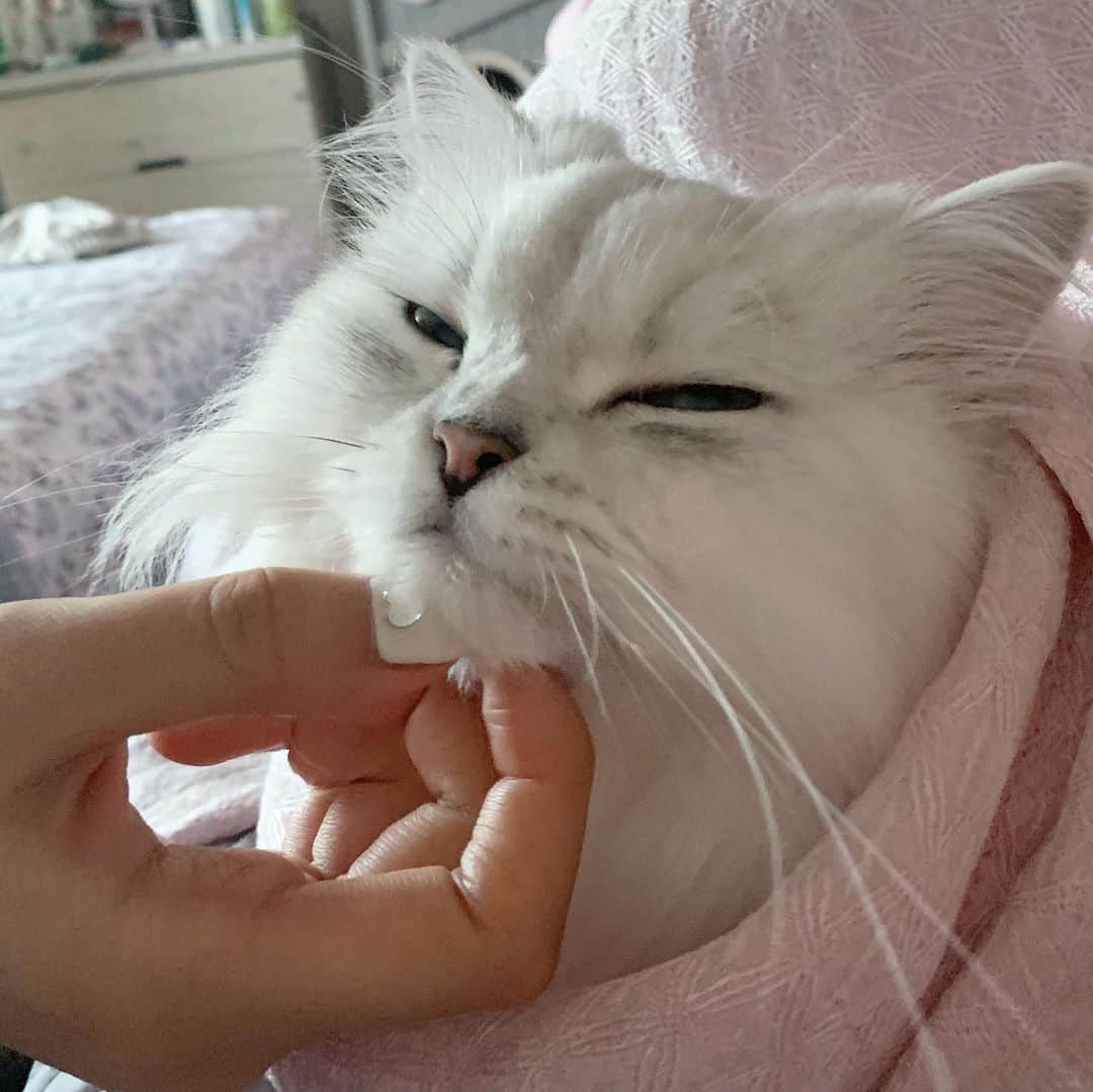 후추네큰언니さんのインスタグラム写真 - (후추네큰언니Instagram)「긁긁 💕 카메라 의식 ㅋㅋ . . . . . #후추  #고양이  #냥스타그램 #캣스타그램  #Hoochu #Hoochuthecat #cat #cats #catstagram #catsofinstagram #topcatphoto #bestmeow #ilovecat #cute #fluffy #petstagram #instacats」8月11日 19時54分 - hoochu_the_cat