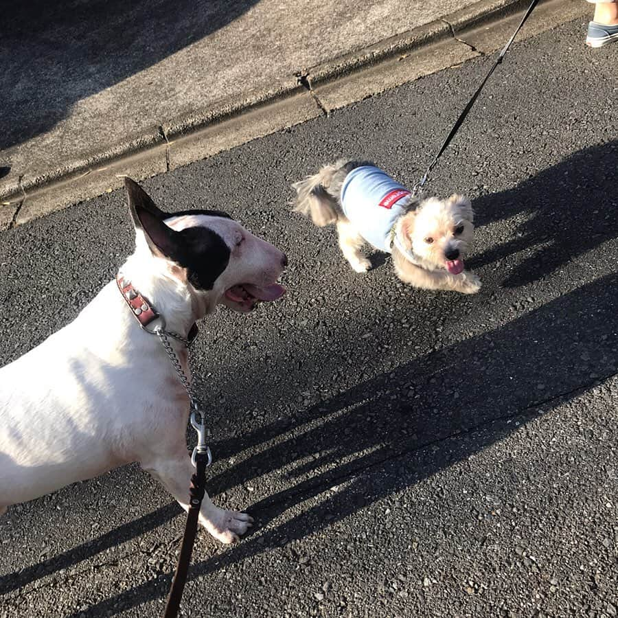 Q太郎さんのインスタグラム写真 - (Q太郎Instagram)「#minituru#bull#terrier#minibullterrier#miniturubullterrier#dog#dogstagram#cute#qtaro#love#family#ミニチュア#ブルテリア#ミニチュアブルテリア#Q太郎」8月11日 20時00分 - qtaro.jun