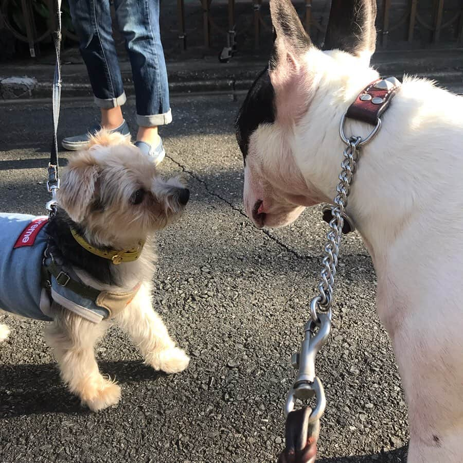 Q太郎さんのインスタグラム写真 - (Q太郎Instagram)「#minituru#bull#terrier#minibullterrier#miniturubullterrier#dog#dogstagram#cute#qtaro#love#family#ミニチュア#ブルテリア#ミニチュアブルテリア#Q太郎」8月11日 20時00分 - qtaro.jun