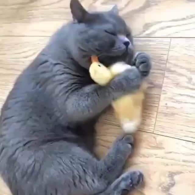 ジェニファー・ハドソンのインスタグラム：「If they  can love and care for each other and be different , then why can’t we as people ! I can’t even begin to tell you how this touches my heart ! Omg #love」