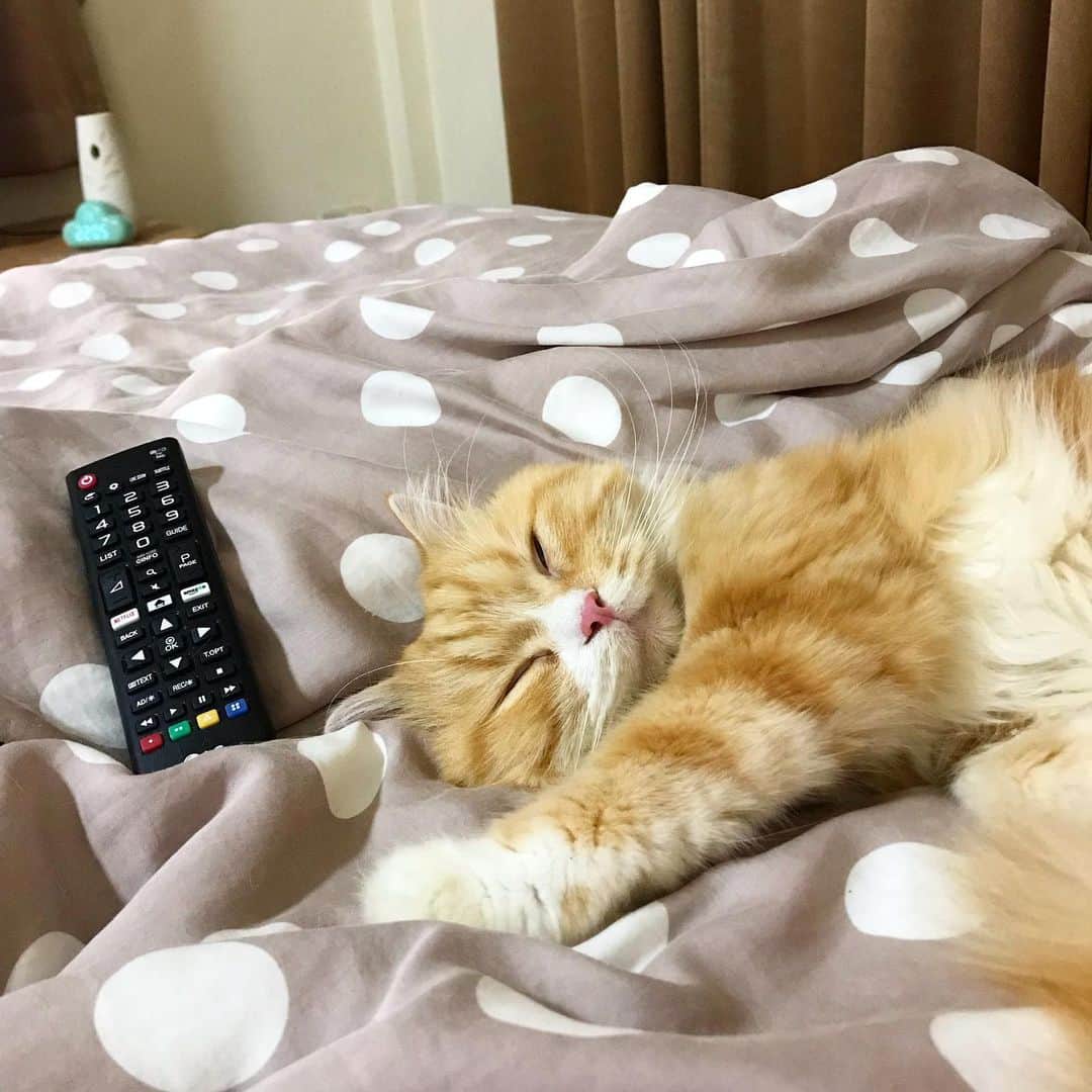 Haruのインスタグラム：「Lazy Sunday 🍳」