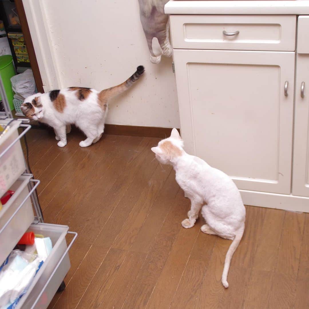 Kachimo Yoshimatsuさんのインスタグラム写真 - (Kachimo YoshimatsuInstagram)「このまま、居間に慣れるかと思いきや、おかきがね… まだまだ時間がかかりそう。 #uchinonekora #okaki #mikeko  #neko #cat #catstagram #kachimo #猫 #ねこ #うちの猫ら http://kachimo.exblog.jp」8月11日 20時44分 - kachimo