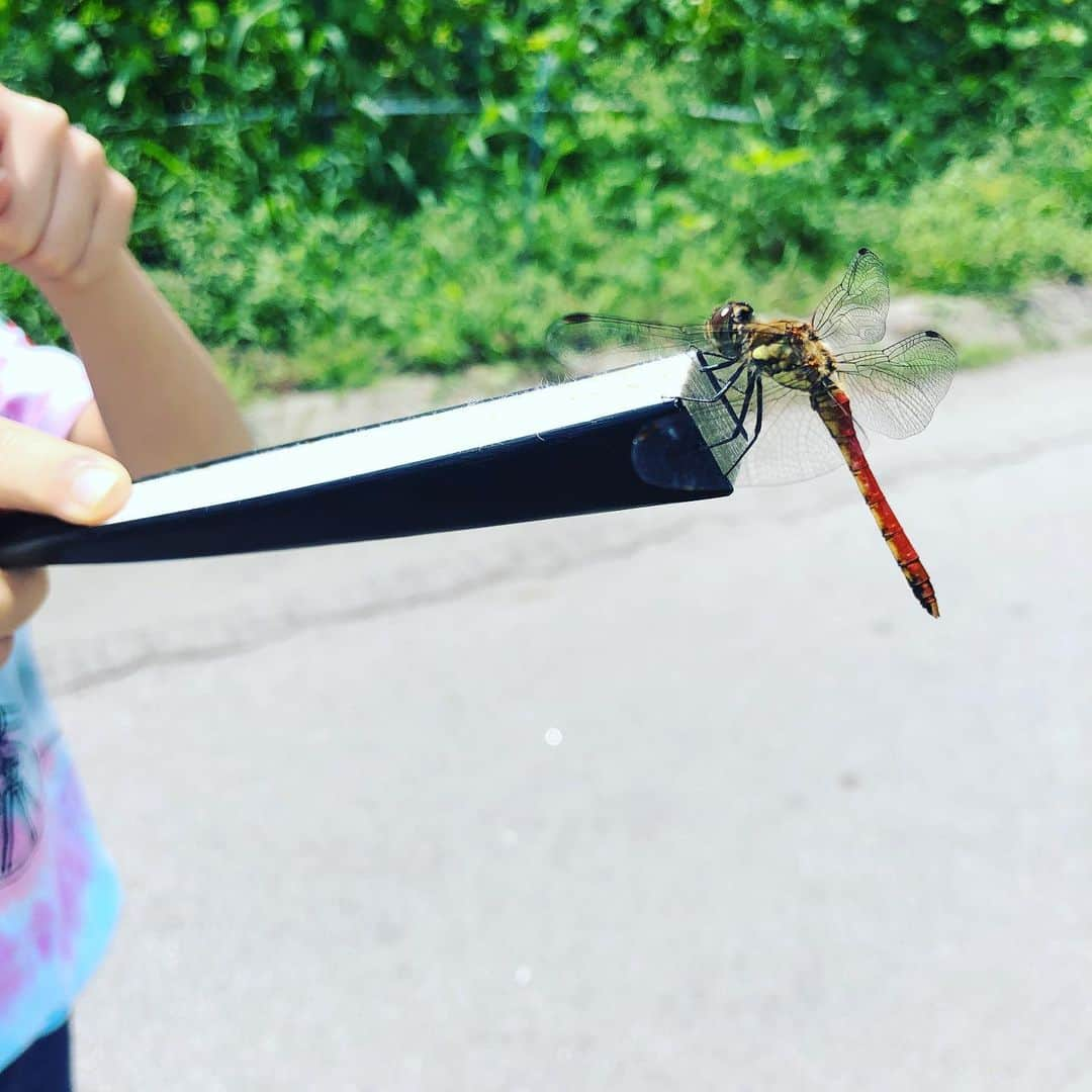 内田恭子さんのインスタグラム写真 - (内田恭子Instagram)「トンボもいっぱい  #内田恭子 #kyokouchida」8月11日 20時44分 - kyoko.uchida.official