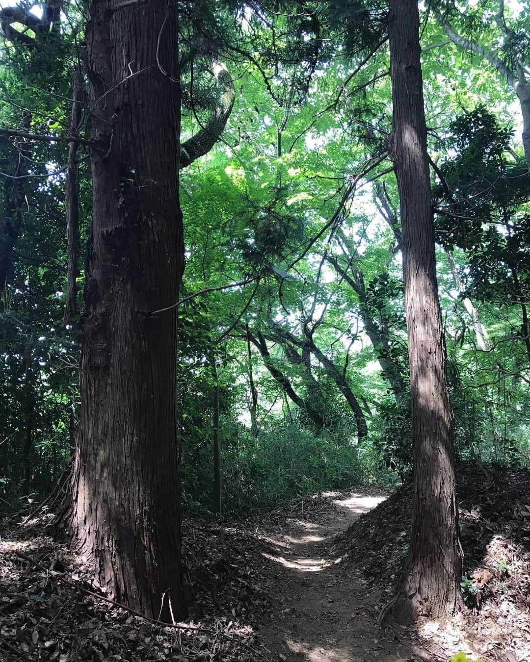 夢花らんさんのインスタグラム写真 - (夢花らんInstagram)「お墓参り。 行ってきました！ こんな緑豊かなところにあるのです💐 お嫁に来た時は、すごい道のりと 墓石の数にビックリしましたが、 今ではこんなに沢山のご先祖様が時代と共に守ってこられたんだな(^^)と思うとシャキッとしますね💪☺️ マイナスイオンを感じる いい時間でした😊 #お盆 #お墓参り  #身が引き締まります」8月11日 20時45分 - yumehana.ran