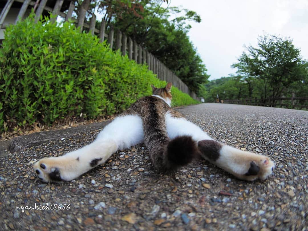 路地裏のにゃん吉さんのインスタグラム写真 - (路地裏のにゃん吉Instagram)「姿見つけると駆け寄ってくれるハナちゃん。 おっちゃん仔猫に夢中でふてくされてる。  #生き抜け野良猫  #แมว #igersjp#ねこ#猫#ig_japan#ねこ部#ふわもこ部#kittens_of_world #にゃんすたぐらむ#みんねこ #cats#ファインダー越しの私の世界 #catsofinstagram#catstocker#gatto#catloversclub#ペコねこ部#ピクネコ #東京カメラ部#icu_japan#team_jp_西 #고양이#nekoclub #catstagram#japan_photo_now #bestcatclub #katze #balousfriends#ファインダーは私のキャンパス」8月11日 20時59分 - nyankichi5656