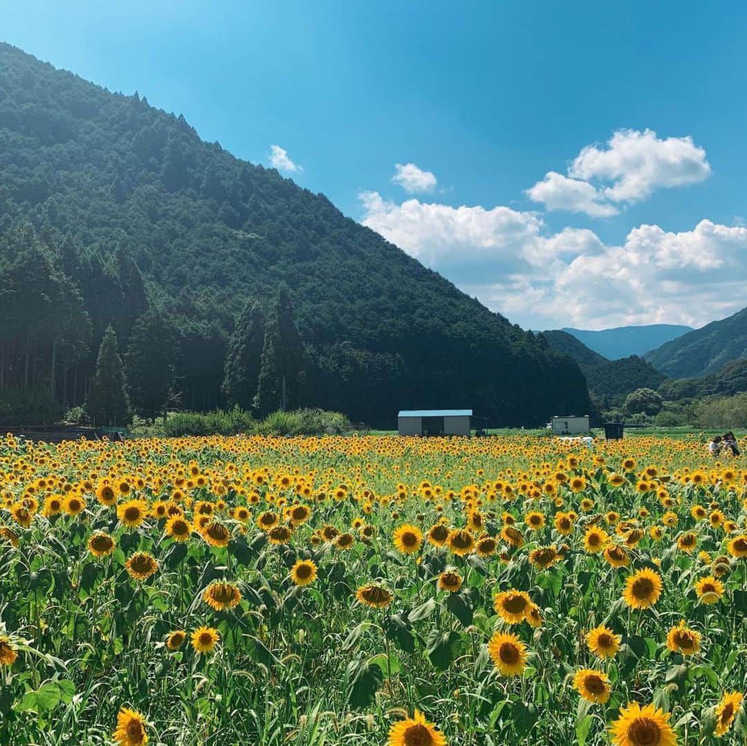 小椿希美のインスタグラム：「・ 【静岡夏たび🌻】 静岡市葵区玉川の ひまわり畑です。 山に囲まれた大自然の中の のどかなひまわり畑は 車で横を通ることは出来ず、 真夏の太陽の下 少しだけ歩いて 吊り橋を渡った先に 絶景が待っています。 ・ 「耕作放棄地を活用して地域を元気にしたい」との思いを持った 有志の方々が育ててきた ひまわりなんだそうです。 その数、約4万本！ そろそろ見頃は 終わってしまいそうですが 夏らしいお天気の日に 咲き誇るひまわり 間に合ってよかった✨ 元気になる景色なので おすそ分けします☺️ ・ #静岡#静岡夏たび#ひまわり畑 #静岡ひまわり畑#吊り橋 #玉川フラワーガーデン」