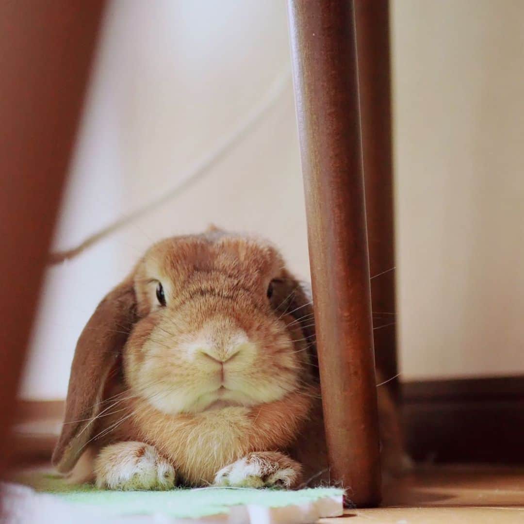 のインスタグラム：「換毛が凄くなってきました😵 おでこがまた抜けてきた💦 ＊ ＊ ＊ #うさぎ #rabbit #bunny #ふわもこ部  #WeeklyFluff #igersjp  #tokyocameraclub #東京カメラ部  #神戸カメラ部  #bunnystagram  #うさぎ部 #ホーランドロップ #hollandlop  #ファインダー越しの私の世界 #art_of_japan #aoj_bokeh」