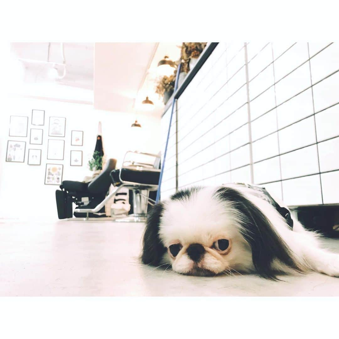 juntowaさんのインスタグラム写真 - (juntowaInstagram)「おしゃれサロンで看板犬風。#犬と一緒に#美容室」8月11日 21時36分 - juntowa