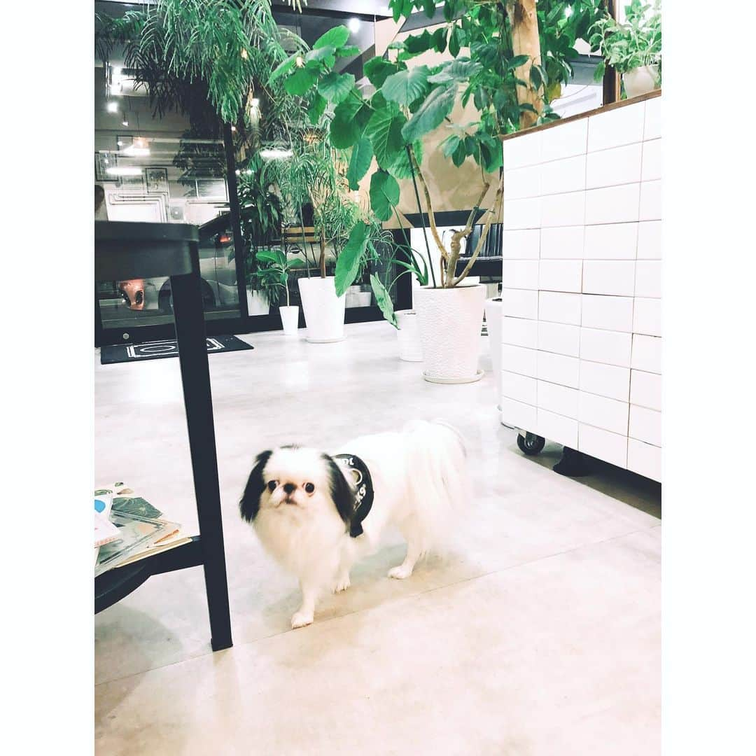 juntowaさんのインスタグラム写真 - (juntowaInstagram)「おしゃれサロンで看板犬風。#犬と一緒に#美容室」8月11日 21時36分 - juntowa