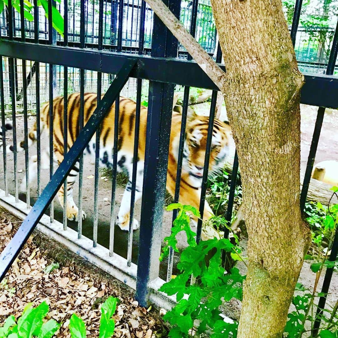 島谷ひとみさんのインスタグラム写真 - (島谷ひとみInstagram)「帯広動物園に行ってきたよ。  本日、士幌町バルーンフェスティバルでのライブ🎤  戻りの飛行機までの待ち時間５時間w  満喫してきました〜🎶 実は、動物園好きな私でした。  #北海道 #帯広市 #士幌町 #バルーンフェスティバル #帯広動物園 #豚丼 #島谷ひとみ」8月11日 21時41分 - shimatani_hitomi_official