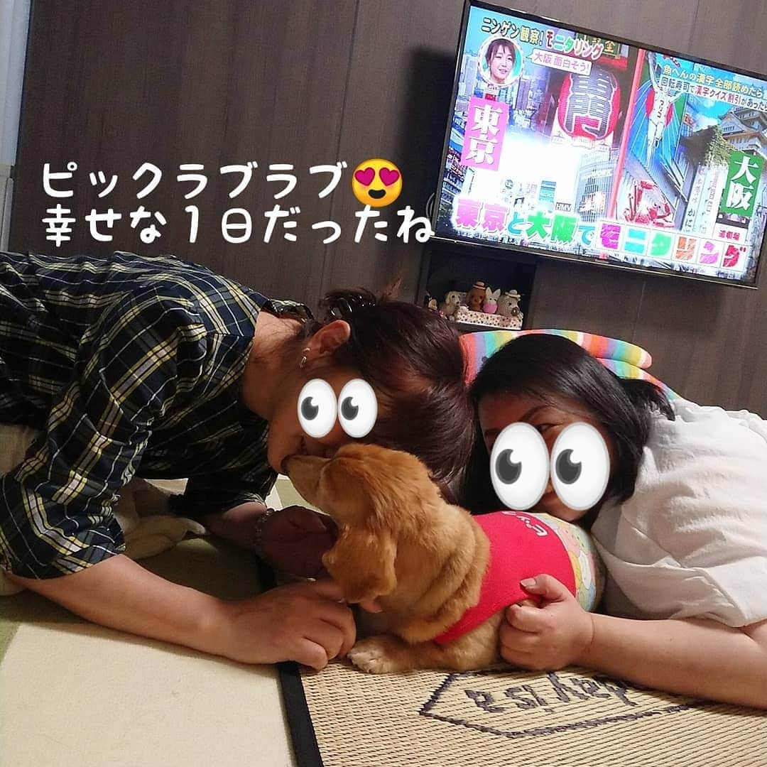 ピックさんのインスタグラム写真 - (ピックInstagram)「昨日から、 @saku_327  さくらfamilyが、４泊で お泊まりだよ😃 、 今日は、 @gin.natsu なっちゃん @momo.621 えみちゃんが、朝から遊びに来てくれ、 お昼はロコモコ丼作って‼️ 、 おやつには、えみちゃん、なっちゃんが差し入れしてくれた、サーティワン🍦 お煎餅😃 えみちゃんの旦那様が並んで買って来てくれた、三好餅 、 食べて、喋って楽しい１日だったよ 、 ピックが日に日に❗わんこちゃんと長く過ごすことができなくなり、今日はわんこなしに行くね❤️って❗ 、 ピックは嬉しくて嬉しくて‼️ ラブラブラブラブ😍甘えて大満足してたね❤️ありがとう❤️ 、 また、来年集まろうね❤️ 、 #女子会  #犬友  #サーティワン #おうちご飯  #ロコモコ丼 #お友達 #dog #doglove #dogstagram #todayswanko #doxie #instagram #短足部 #pet #doglife #犬の居る暮らし #犬 #ミニチュアダックス #ミニチュアダックスフンド #ダックス #シニア犬 #14歳 #ピック #モデル犬 #イケワン #わんわん小学校」8月11日 22時11分 - pick09040904