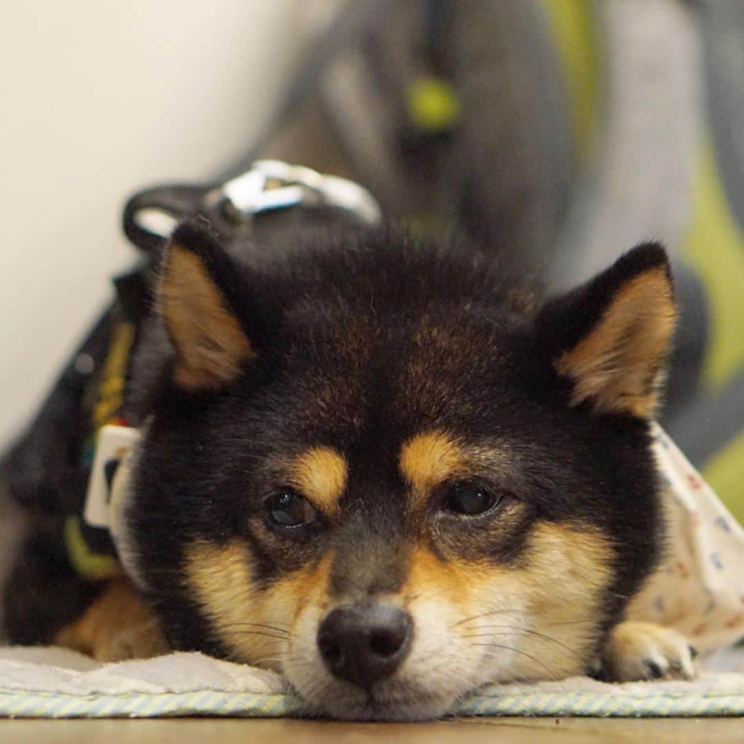 黒豆柴こむぎのグルメインスタ