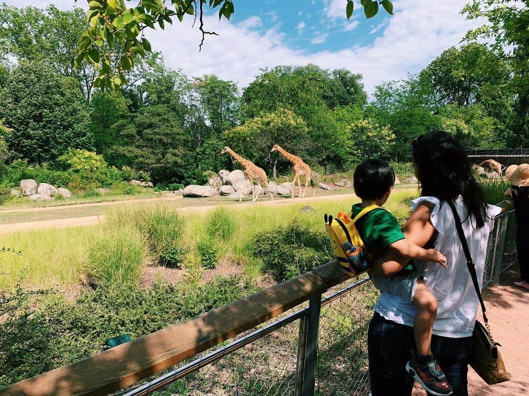 のインスタグラム：「Lyon Zoo🦒🦒 今日はリヨンの動物園へ！ キリンさんを間近でみれて大満足でした(^^)」