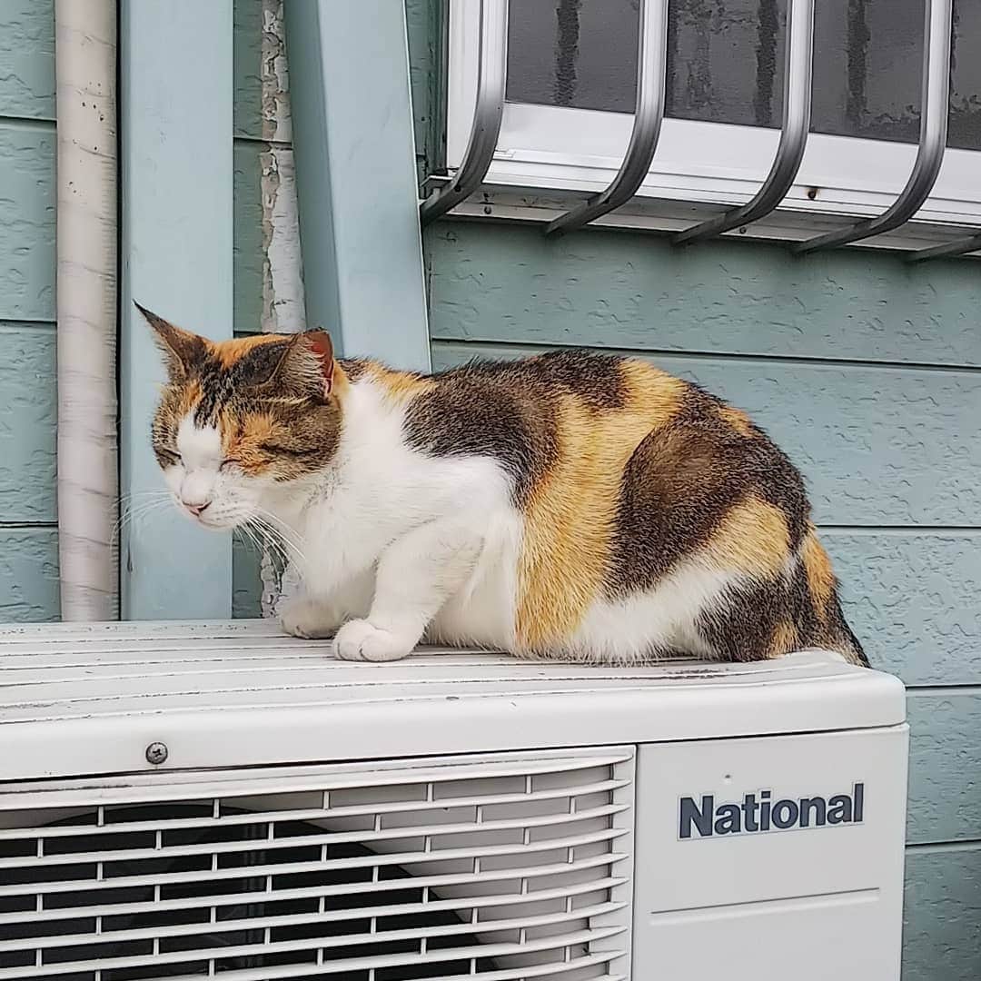 のインスタグラム：「みけちゃん変な寝方をしてたけど最後は落ちついてよかった☺️🧡 ・ ・ 日が落ちて少し涼しくなると おもち🥡のようにのびて寝てるみけちゃんをみかけます。 ・ #のらにゃんこ #のらねこ #地域猫 #三毛猫 #mike #癒し猫 #kawaii」