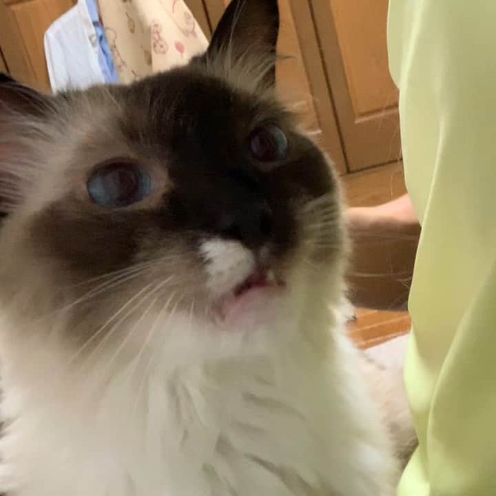 takegaeruのインスタグラム：「膝の上でもぐもぐ 正直行動の意味は良くわかんないけどかわいいなぁ😄 #cat #猫 #ragdoll #ラグドール #ホワイトポッチーズ」