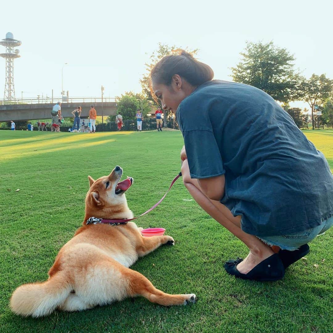 香川沙耶さんのインスタグラム写真 - (香川沙耶Instagram)「Nalaさん、喜んでいる！！！ みんな観に行ってる... ライオンキングはやく観に行きたいなぁ🦁🎬❤️💭 #shibainu  #shibainupuppy  #柴犬」8月11日 22時56分 - saya.kagawa