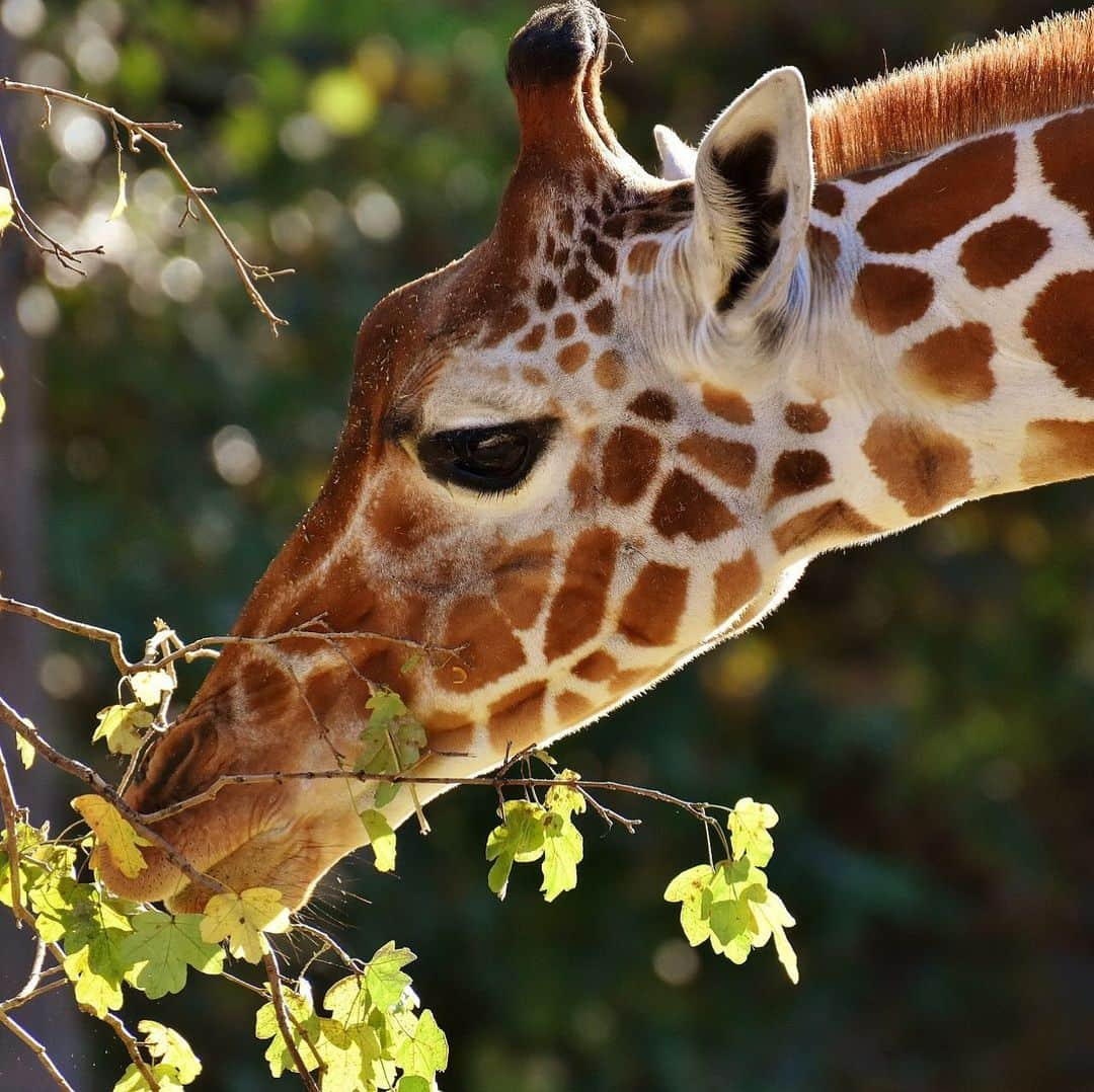 エルアールジーさんのインスタグラム写真 - (エルアールジーInstagram)「Did you know that Giraffes are browsers. They use their long neck to feed on the leaves, shoots, and fruits in tall bushes and trees. They feed on a variety of plants and their diet varies depending on location and season, but acacia leaves and shoots are most common. Feed The Animals #LRG」8月11日 23時08分 - lrgclothing