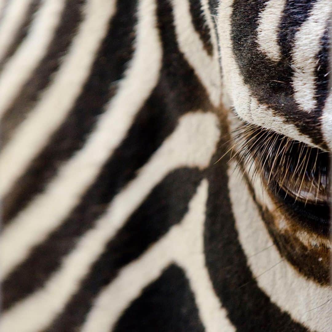 スミソニアン国立動物園さんのインスタグラム写真 - (スミソニアン国立動物園Instagram)「🤔 Are zebras white with black stripes, or black with white stripes? 🦓 Zebra skin is black or dark brown, and their coat is striped in black and white. Those stripes appear all over its body, even on its mane, ears and eyelashes! 👋 Stop by Cheetah Conservation Station to see Moyo! Don’t miss the Meet-a-Zebra programs at 2 p.m. on Saturdays + Sundays! MEET OUR ANIMALS: https://s.si.edu/2h3CN1W.」8月11日 23時16分 - smithsonianzoo