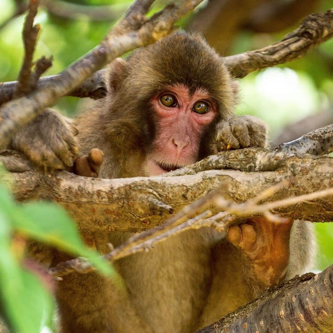 のインスタグラム：「Photo by Ira Block @irablockphoto | A young Japanese macaque peers through branches at tourists visiting Iwatayama Monkey Park on Mt Arashiyama, in Kyoto, Japan. There are over 170 wild monkeys at the park; they are not caged and can roam freely. #macaque #japan #kyoto #monkey」