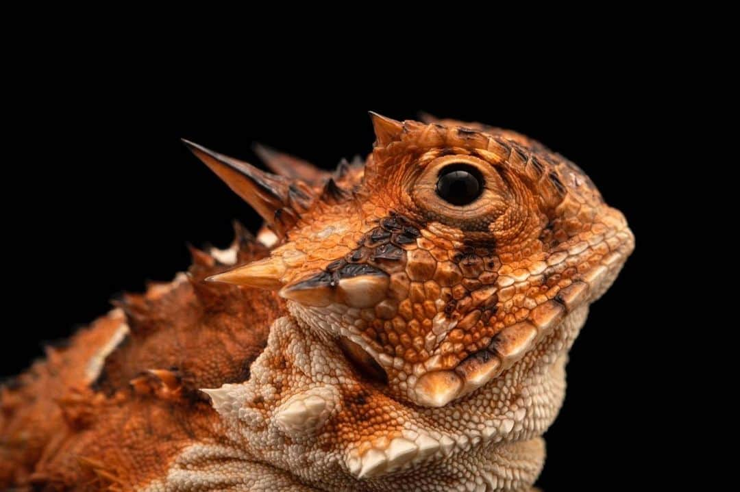 Joel Sartoreさんのインスタグラム写真 - (Joel SartoreInstagram)「The Texas horned lizard is arguably the most iconic reptile in the Lone Star State. Once abundant, today horned lizard populations have declined as a result of habitat loss, pesticide use, and invasive red fire ants. Thankfully, suitable habitat still exists in Texas where horned lizards may be reintroduced, and many landowners have adopted land management practices that would help support the species’ recovery. @sanantoniozoo, where this photo was taken, launched a Texas Horned Lizard Reintroduction Project in 2016 aimed at breeding and reintroducing this species to the landscape for the enjoyment of present and future generations of Texans. #hornedlizard #hornytoad #Texas #nativetexan #reptile #reintroduction #PhotoArk #savetogether」8月11日 23時30分 - joelsartore