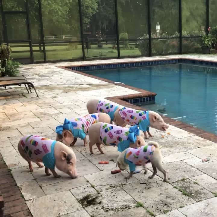 のインスタグラム：「Celebrating our last day of summer vacation with a popsicle pool party at our grandparent’s house. We will miss our summer adventures but are super excited for football season and a new school year. ThOINKs mom for the best summer ever!🐷🐷🐷🐷🐷🐶☀️💦 . And thOINKs to @woofoutwest for our adorable popsicle swim shirts. There are so many things we love about them. They are lightweight, have UV 50+ sun protection, a dollar goes to a local rescue for every purchase made, and piggy friends guess what? These come up to a size 6XL, so they are perfect for us. Oh and of course they have yummy popsicles on them. That’s the best part. We will link them in our stories. They are our new favorite.🐷🍭#byebyesummer #Pigtailthepug #PiggyPenn #PoseyandPink #PrissyandPop」