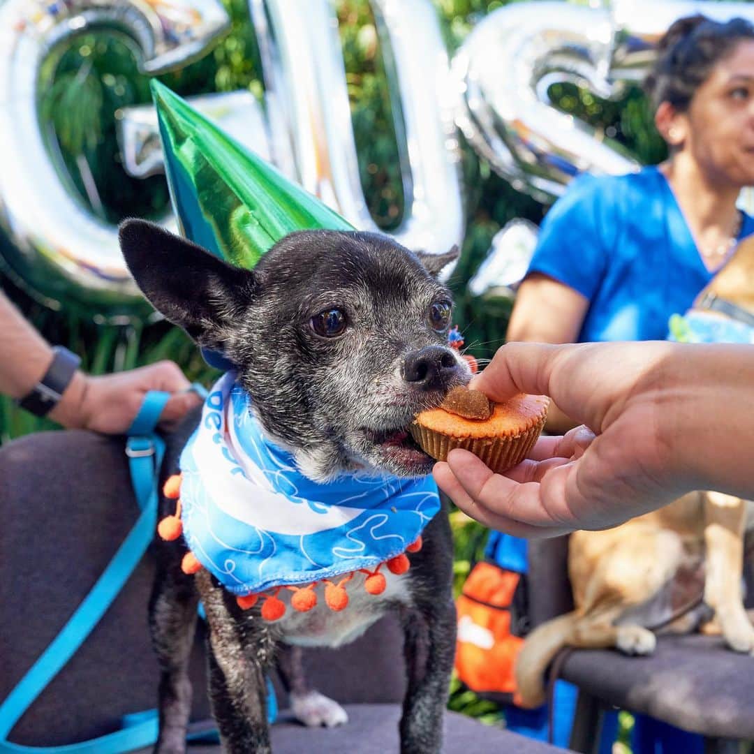DogsOf Instagramのインスタグラム：「STORY TAKEOVER! “We’re celebrating DOGust, the universal birthday of shelter dogs!” Writes @AnnenbergPetSpace | Tap our Stories and check out the many fun-filled activities, all in honor of adoptable dogs! #dogsofinstagram」