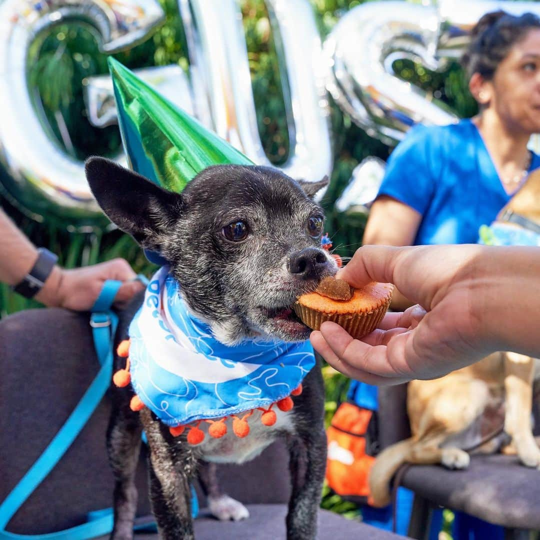 DogsOf Instagramさんのインスタグラム写真 - (DogsOf InstagramInstagram)「STORY TAKEOVER! “We’re celebrating DOGust, the universal birthday of shelter dogs!” Writes @AnnenbergPetSpace | Tap our Stories and check out the many fun-filled activities, all in honor of adoptable dogs! #dogsofinstagram」8月11日 23時55分 - dogsofinstagram