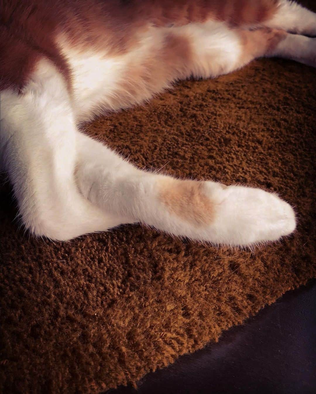 ヒグチユウコさんのインスタグラム写真 - (ヒグチユウコInstagram)「＃boriscat」8月11日 23時57分 - yukohiguchi3