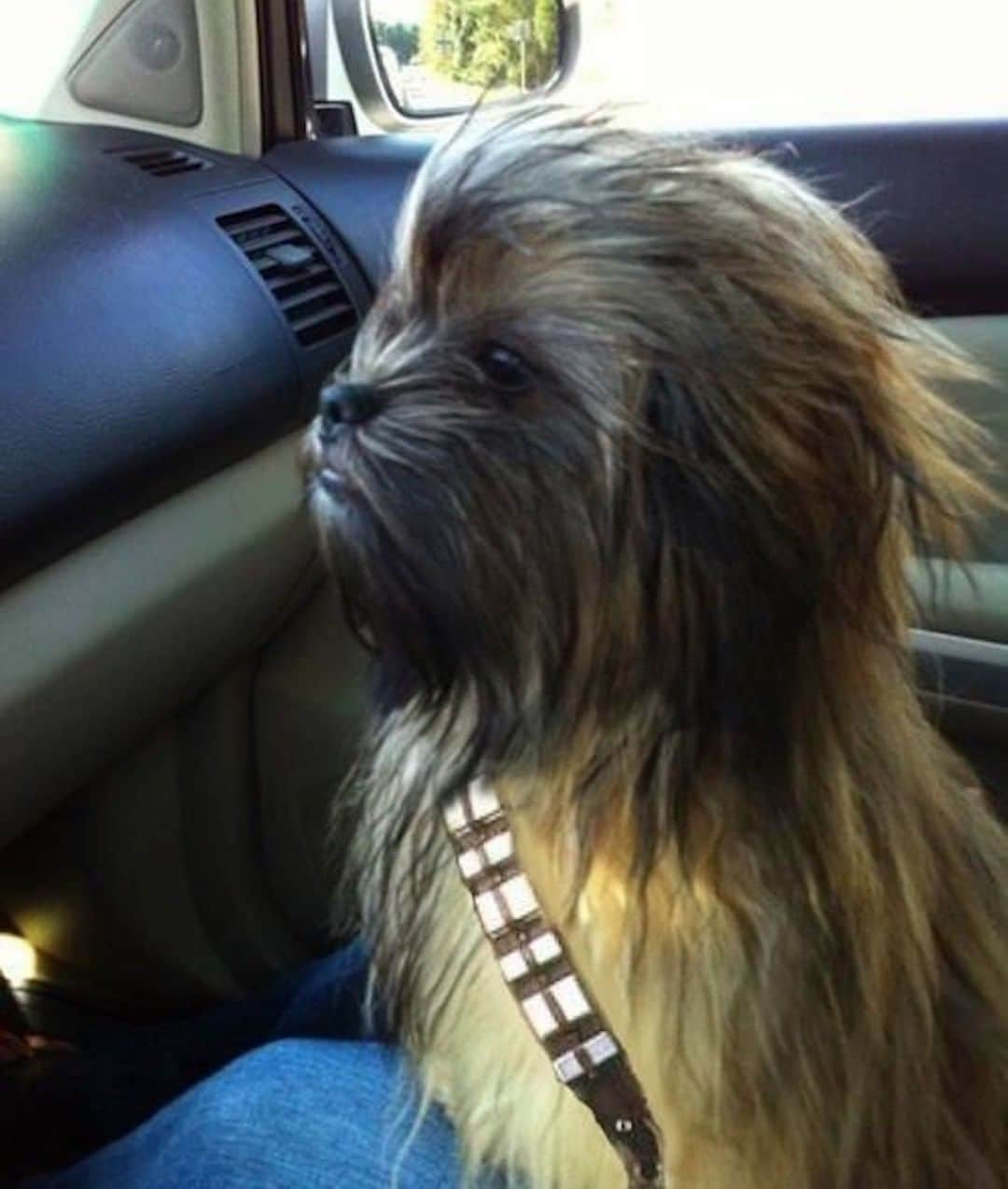 9GAGさんのインスタグラム写真 - (9GAGInstagram)「Chewbarka⠀ @barked #dog #chewbacca #9gag」8月12日 0時00分 - 9gag