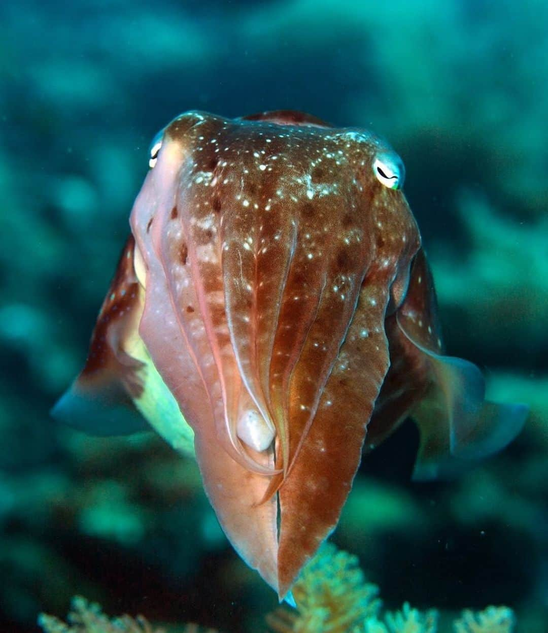 アメリカ自然史博物館さんのインスタグラム写真 - (アメリカ自然史博物館Instagram)「Meet the broadclub cuttlefish (Sepia latimanus)! It inhabits coral reefs in the Indo-Pacific, where it hunts for small fishes and crustaceans. The broadclub can reach a weight of 22 pounds (10 kilograms), which makes it one of the largest species of cuttlefish. Similar to some of its other cephalopod relatives, it’s a master of disguise and is able to alter the color and texture of its skin. If under threat, a cuttlefish will emit ink and make an escape; if unable to flee, it will mimic the color and texture of its own ink to “vanish.” Photo: prilfish」8月12日 0時12分 - amnh