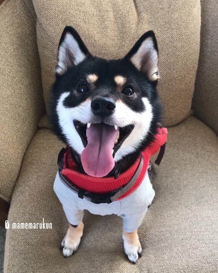 まめ丸のインスタグラム：「* * えーっ❣️ あしたもおやすみ🐶❓ あしたはなにしてあそぶー🐶💓❓ * smile🐶💓 * #れんきゅーさいこう #このまえのお泊まりのときのぼく #さいご双子くんチラッと出演 * #柴犬#豆柴#柴#黒柴#犬#ふわもこ部#shiba#shibainu#shibastagram#shibadog#puppy#instadog#dogstagram#dog#instashiba#petstagram#pet#cutepetclub#강아지#멍스타그램#doglover#ilovemydog#weeklyfluff#ペットと泊まれる宿#ペットとお出かけ#ワンニャイトステイ#ヒルトン東京お台場」