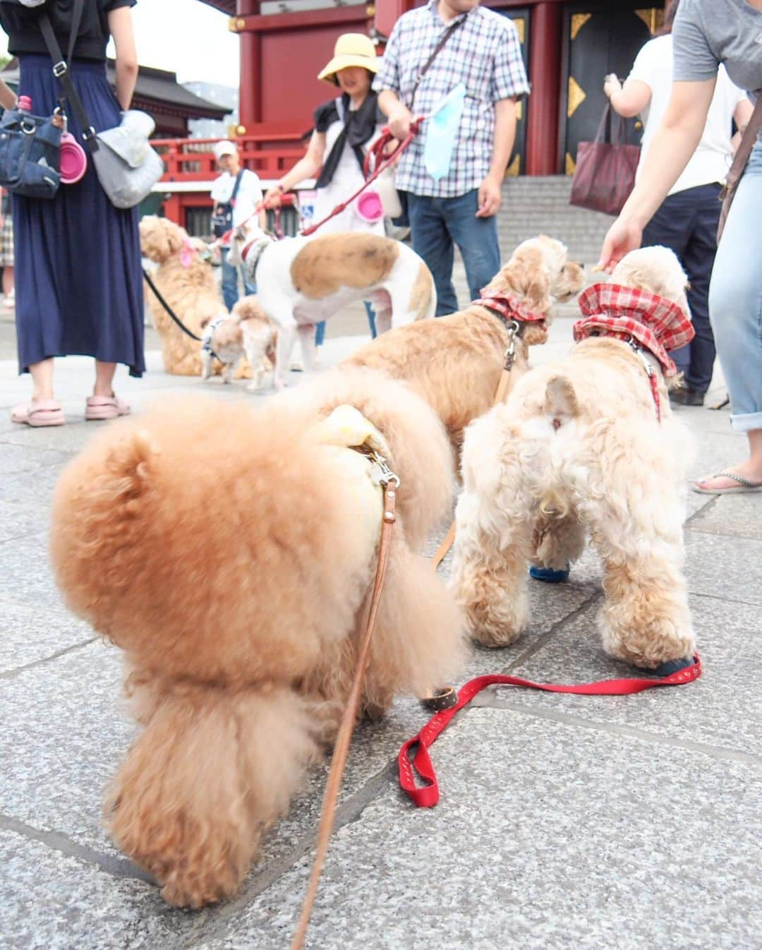 Toypoodle Mikuru?Asakusa Tokyoさんのインスタグラム写真 - (Toypoodle Mikuru?Asakusa TokyoInstagram)「20190812 Monday. Good morning! Friends 💕 今朝は少し涼しかったので、 ちょっとだけロングお散歩してみました☺️ . ❶-❻ 極嬢桃尻アピール . 昨日は1日みくるの検査で病院でした🏥 結果も思わしくなく、帰ってきて心身ともにぐったり😔 来週またもや検査です。 私が頑張らないとね。 うん。 ٩(๑❛ᴗ❛๑)۶ . #極嬢桃尻 広告 #ごめんネタがないだけ #精神疲労ピーク」8月12日 9時49分 - purapura299