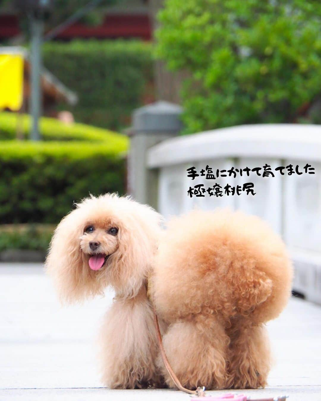 Toypoodle Mikuru?Asakusa Tokyoさんのインスタグラム写真 - (Toypoodle Mikuru?Asakusa TokyoInstagram)「20190812 Monday. Good morning! Friends 💕 今朝は少し涼しかったので、 ちょっとだけロングお散歩してみました☺️ . ❶-❻ 極嬢桃尻アピール . 昨日は1日みくるの検査で病院でした🏥 結果も思わしくなく、帰ってきて心身ともにぐったり😔 来週またもや検査です。 私が頑張らないとね。 うん。 ٩(๑❛ᴗ❛๑)۶ . #極嬢桃尻 広告 #ごめんネタがないだけ #精神疲労ピーク」8月12日 9時49分 - purapura299