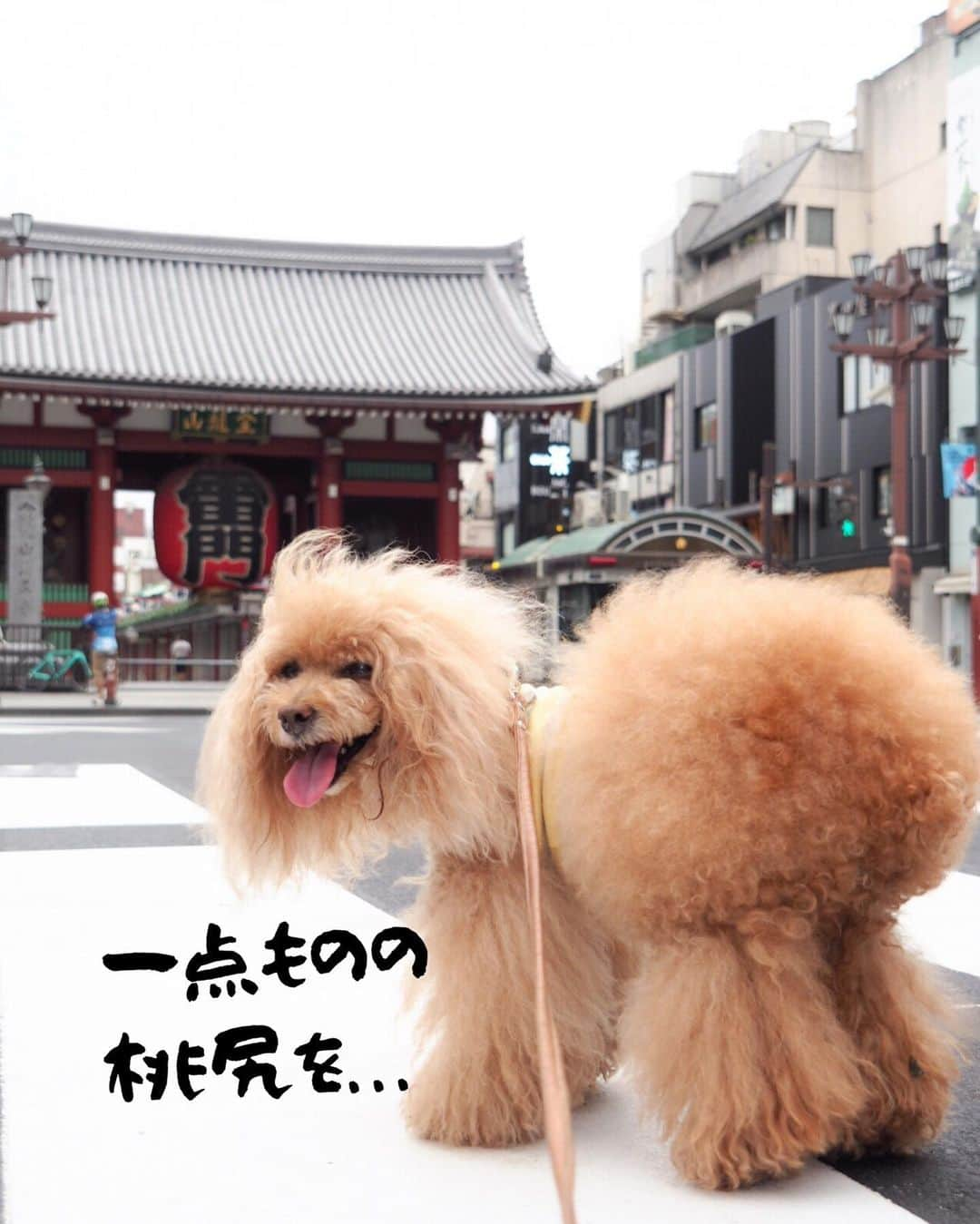 Toypoodle Mikuru?Asakusa Tokyoさんのインスタグラム写真 - (Toypoodle Mikuru?Asakusa TokyoInstagram)「20190812 Monday. Good morning! Friends 💕 今朝は少し涼しかったので、 ちょっとだけロングお散歩してみました☺️ . ❶-❻ 極嬢桃尻アピール . 昨日は1日みくるの検査で病院でした🏥 結果も思わしくなく、帰ってきて心身ともにぐったり😔 来週またもや検査です。 私が頑張らないとね。 うん。 ٩(๑❛ᴗ❛๑)۶ . #極嬢桃尻 広告 #ごめんネタがないだけ #精神疲労ピーク」8月12日 9時49分 - purapura299