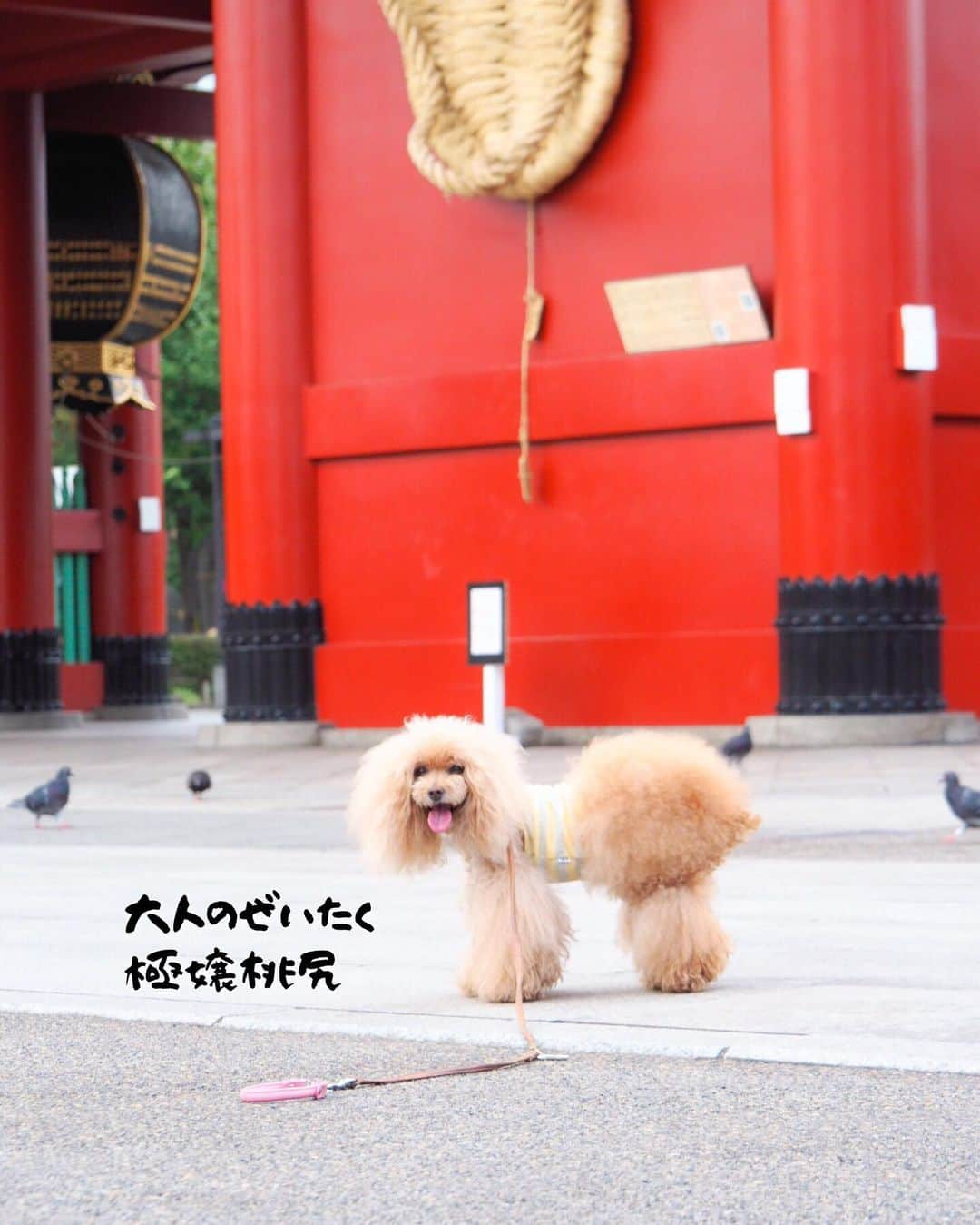 Toypoodle Mikuru?Asakusa Tokyoさんのインスタグラム写真 - (Toypoodle Mikuru?Asakusa TokyoInstagram)「20190812 Monday. Good morning! Friends 💕 今朝は少し涼しかったので、 ちょっとだけロングお散歩してみました☺️ . ❶-❻ 極嬢桃尻アピール . 昨日は1日みくるの検査で病院でした🏥 結果も思わしくなく、帰ってきて心身ともにぐったり😔 来週またもや検査です。 私が頑張らないとね。 うん。 ٩(๑❛ᴗ❛๑)۶ . #極嬢桃尻 広告 #ごめんネタがないだけ #精神疲労ピーク」8月12日 9時49分 - purapura299