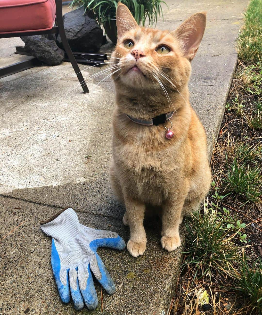 Snorri Sturlusonさんのインスタグラム写真 - (Snorri SturlusonInstagram)「STOLEN: Right handed blue glove with brown trim, night of 8/10. Thanks for the pair, Snorri! #snorrithecat #catburglar #kleptokitty #glovefetish #spokanecats #spokanegram #spokanedoesntsuck」8月12日 10時28分 - snorrithecat