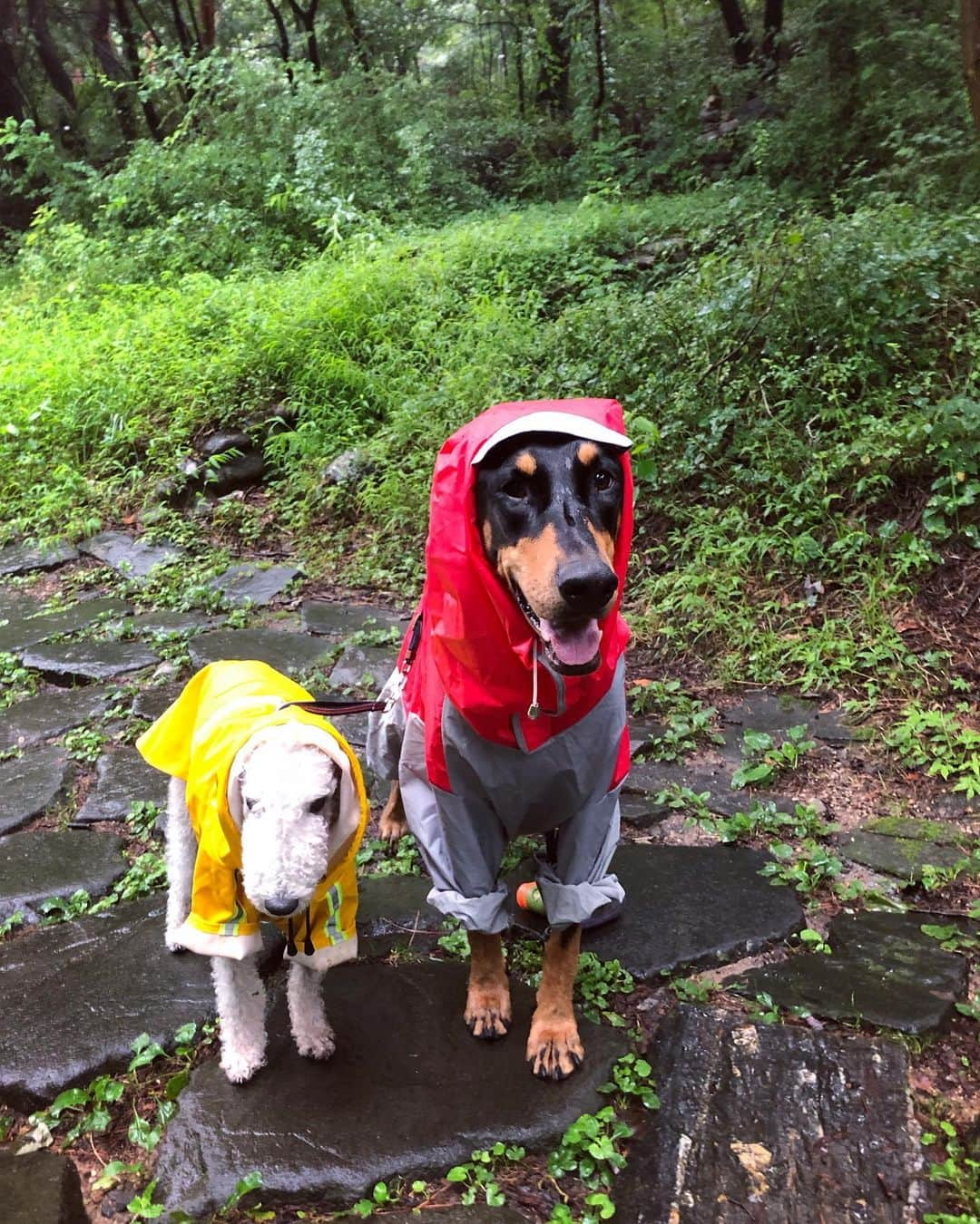 ペ・ジョンナムさんのインスタグラム写真 - (ペ・ジョンナムInstagram)「비오늘 월요일~ 🐶🐶☔️🌧💦💙」8月12日 10時28分 - jungnam_bae