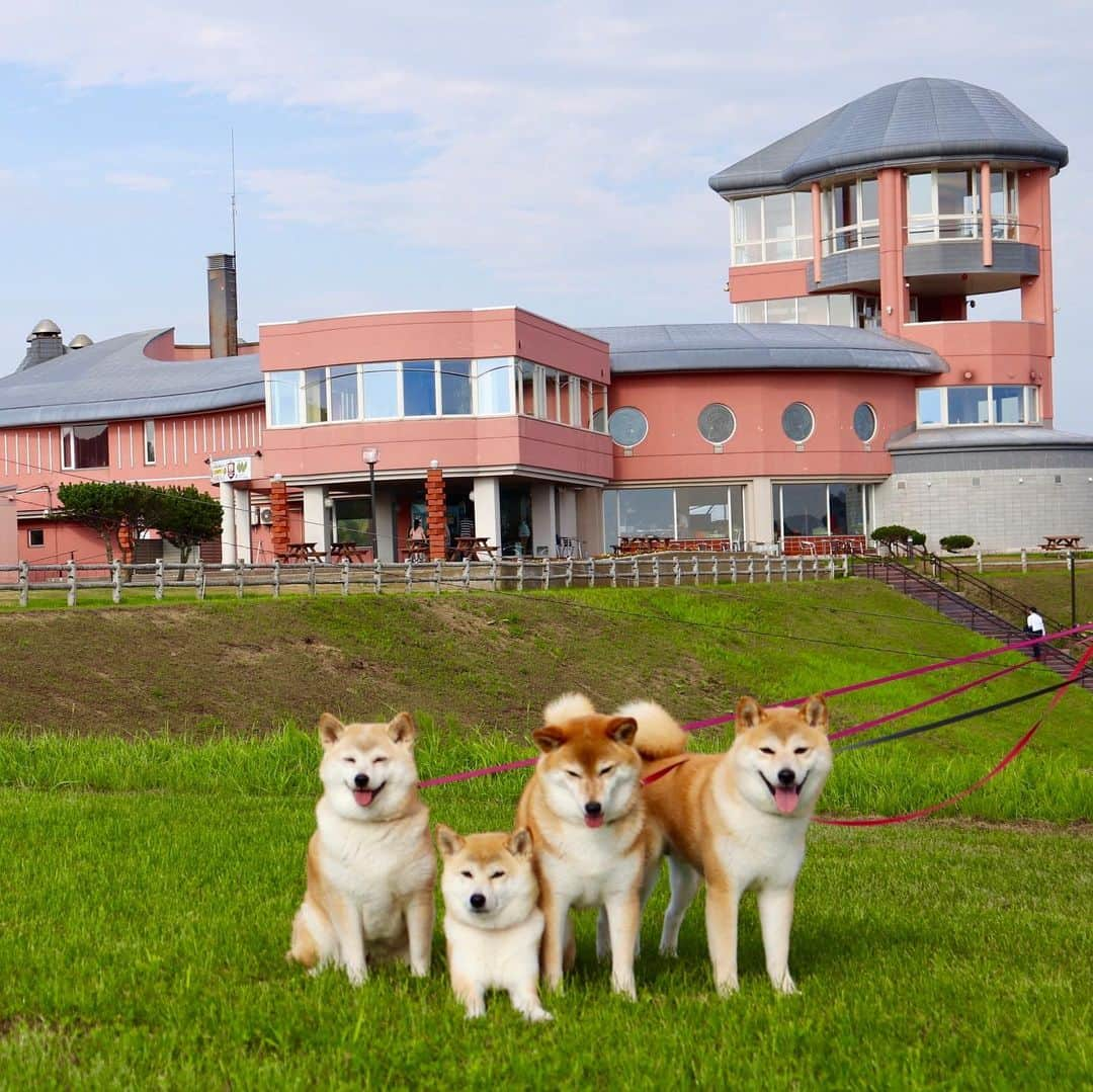 linnmamaさんのインスタグラム写真 - (linnmamaInstagram)「旅は4柴連れ🐕🐕🐕🐕2019北海道編〜4日目〜スワイプしてね😊〜コメントへのお返事、遅れており申し訳ありません🙇‍♀️〜①釧路湿原が見渡せる「コッタロ湿原展望台(川上郡標茶町コッタロ)」に登ってハヒハヒの4柴たち❤️〜②手つかずの自然、雄大な釧路湿原〜③こちらは細岡展望台(釧路郡釧路町)〜後ろに見えるのは釧路湿原〜③ランチは釧路市浜町の「鮭番屋」で、海鮮四種盛丼と時鮭、帆立、シシャモを焼きながら食べました💕〜The 北海道の味❗️〜⑤今日の車中泊場所、「道の駅 厚岸グルメパーク コンキリエ(厚岸郡厚岸町住の江)」〜ドッグラン有り、散歩できる芝生有り、厚岸湾の眺望抜群の素晴らしい立地条件💖〜⑥夕食は道の駅のレストラン「エスカル」で、牡蠣のパスタ、牡蠣フライ、カニ雑炊〜牡蠣は厚岸名物、とっても美味でした😊〜昼間は暑くても夜は涼しくなって、「北海道に来てよかったぁ」と思えた夜でした😍〜だだひとつ私的には困ったことが😱〜この日入った温泉♨️で体重計に乗って悶絶😅〜見たことない数字だよ😱ヤバイ🤣  #柴犬#dog#柴犬凜の勇気凜々everyday#shibastagram#北海道#Hokkaido#旅」8月12日 2時15分 - linnmama