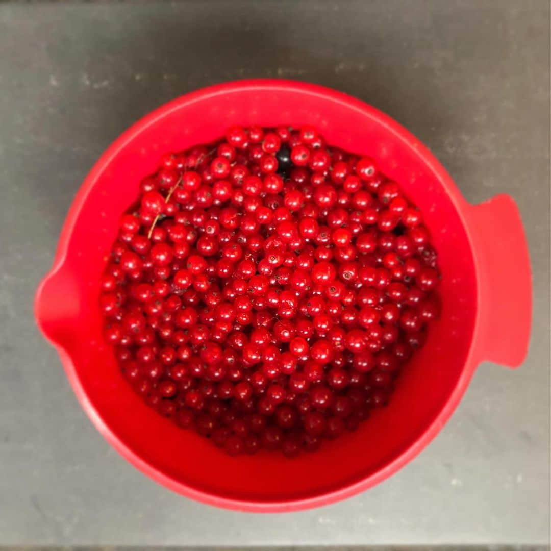 レイチェル・クーさんのインスタグラム写真 - (レイチェル・クーInstagram)「R E D and the odd blackcurrant from the garden. Totally winging (not measuring or using a recipe) making them into currant and spelt muffins...so who knows how these will turn out. . . . . . . . . . #homegrown #redcurrants #rachelkhoo #baking #spelt」8月12日 2時09分 - rachelkhooks