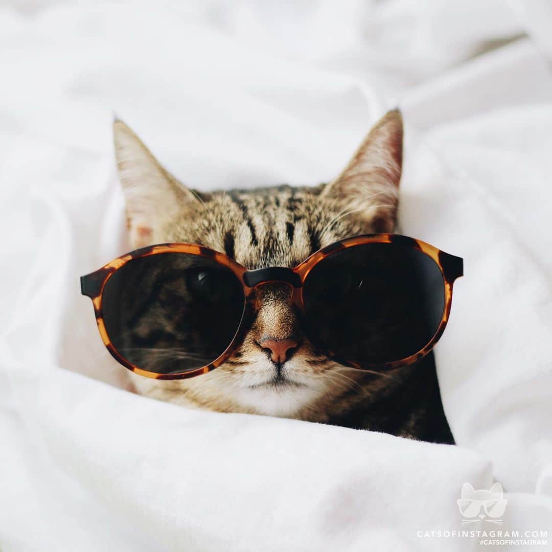 Cats of Instagramさんのインスタグラム写真 - (Cats of InstagramInstagram)「From @ferhatkucukakar: “Too cool to care” #catsofinstagram」8月12日 2時32分 - cats_of_instagram
