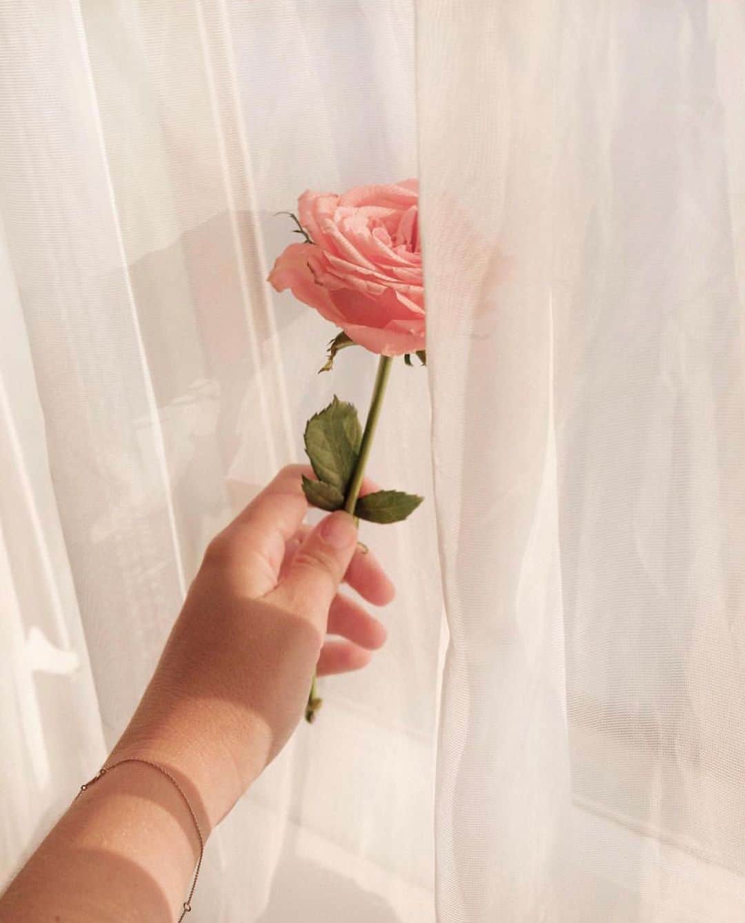 ドリームガールさんのインスタグラム写真 - (ドリームガールInstagram)「“A rose 🌹 by any other name would smell as sweet” - Shakespeare #sundayvibes #arose #flowersforlovers • via @jasminedowling」8月12日 2時56分 - dreamgirlintl