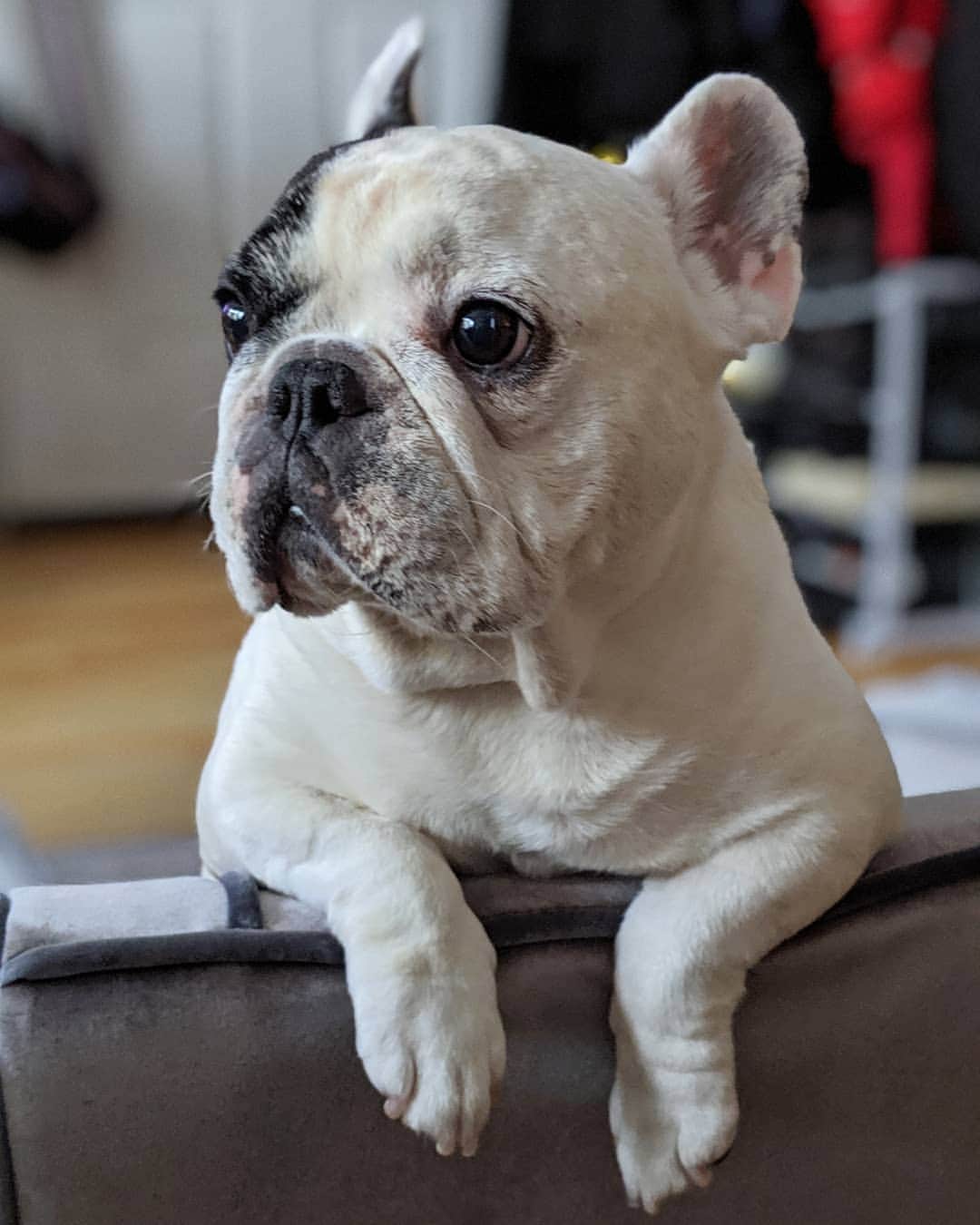 Manny The Frenchieさんのインスタグラム写真 - (Manny The FrenchieInstagram)「I'm concerned you're almost done with that and I haven't even had one bite! 🤨 #alwayshungry」8月12日 3時21分 - manny_the_frenchie