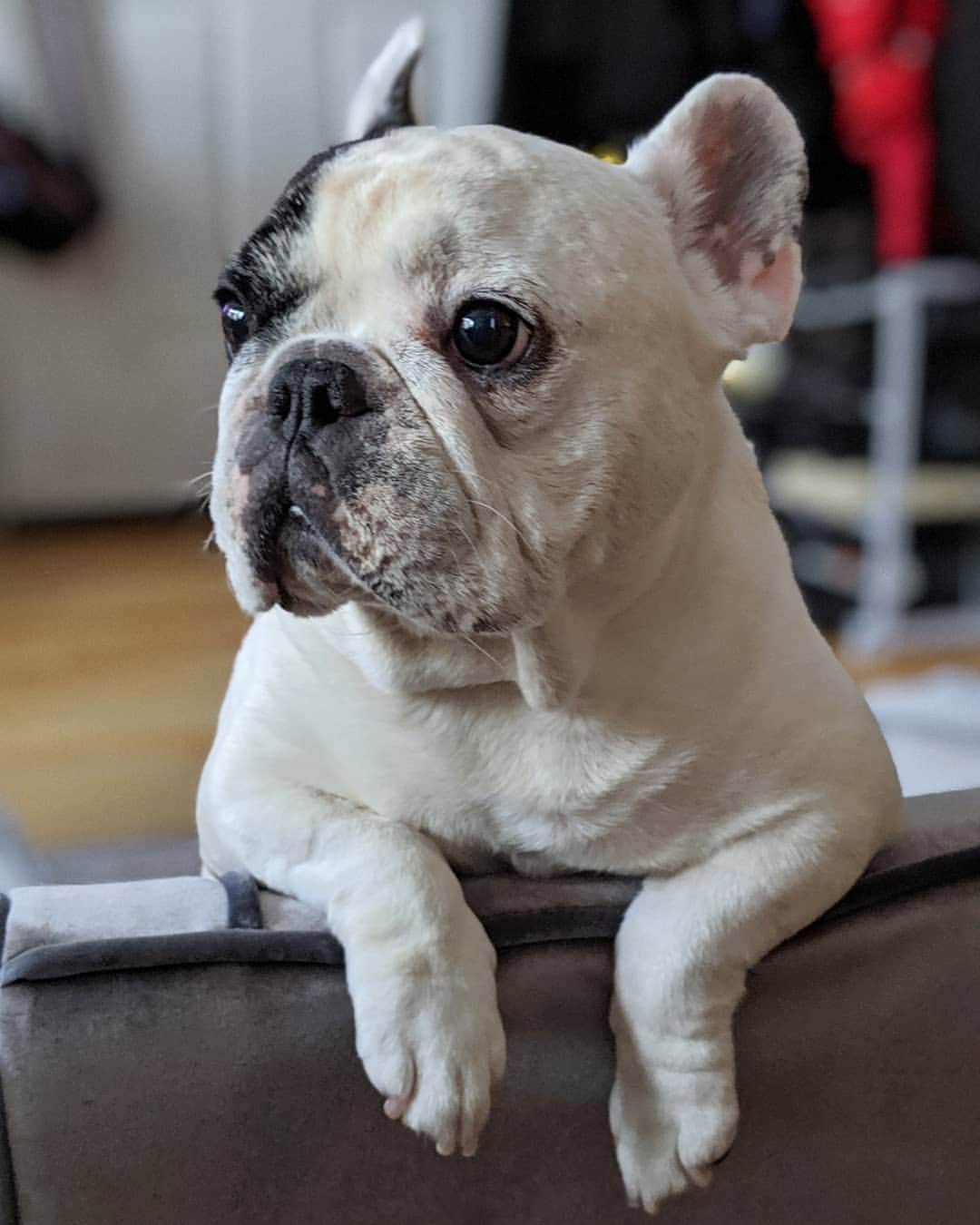 Manny The Frenchieのインスタグラム