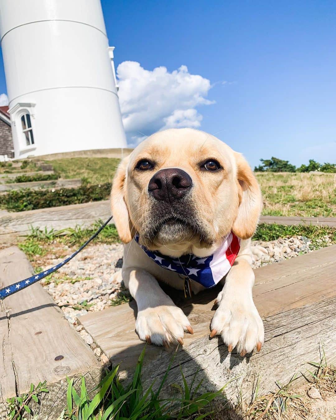 The Dogistさんのインスタグラム写真 - (The DogistInstagram)「Sammy, Labrador Retriever (2 y/o), Nobska Lighthouse, Falmouth, MA • “If you start scratching him he’ll start making noises and he won’t leave you alone.”」8月12日 3時22分 - thedogist