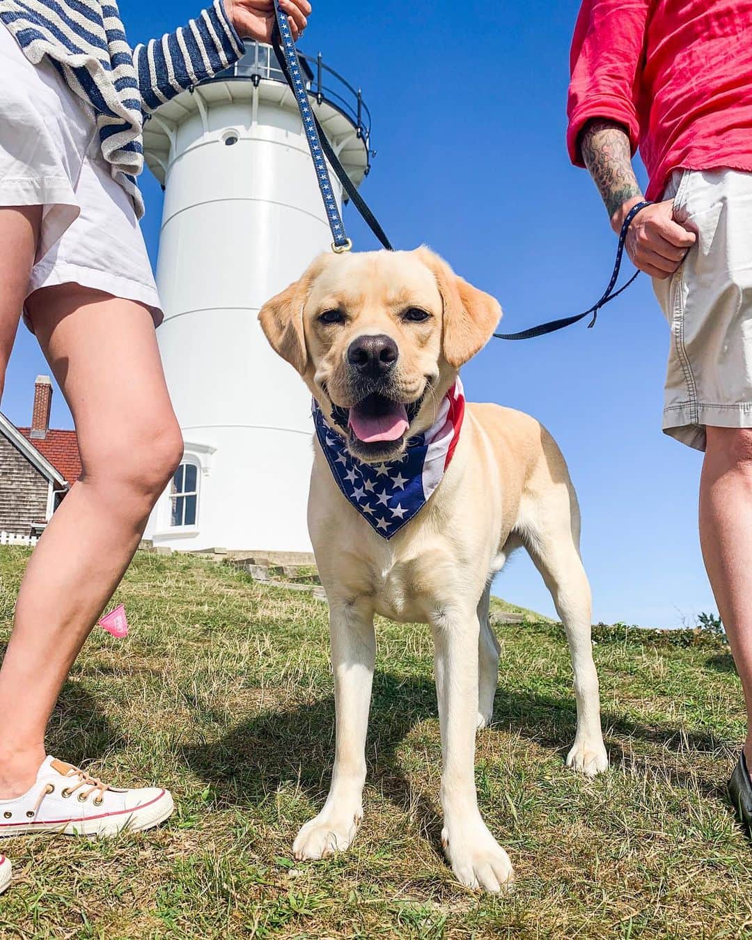 The Dogistさんのインスタグラム写真 - (The DogistInstagram)「Sammy, Labrador Retriever (2 y/o), Nobska Lighthouse, Falmouth, MA • “If you start scratching him he’ll start making noises and he won’t leave you alone.”」8月12日 3時22分 - thedogist