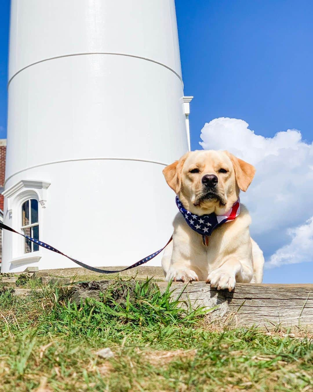 The Dogistさんのインスタグラム写真 - (The DogistInstagram)「Sammy, Labrador Retriever (2 y/o), Nobska Lighthouse, Falmouth, MA • “If you start scratching him he’ll start making noises and he won’t leave you alone.”」8月12日 3時22分 - thedogist