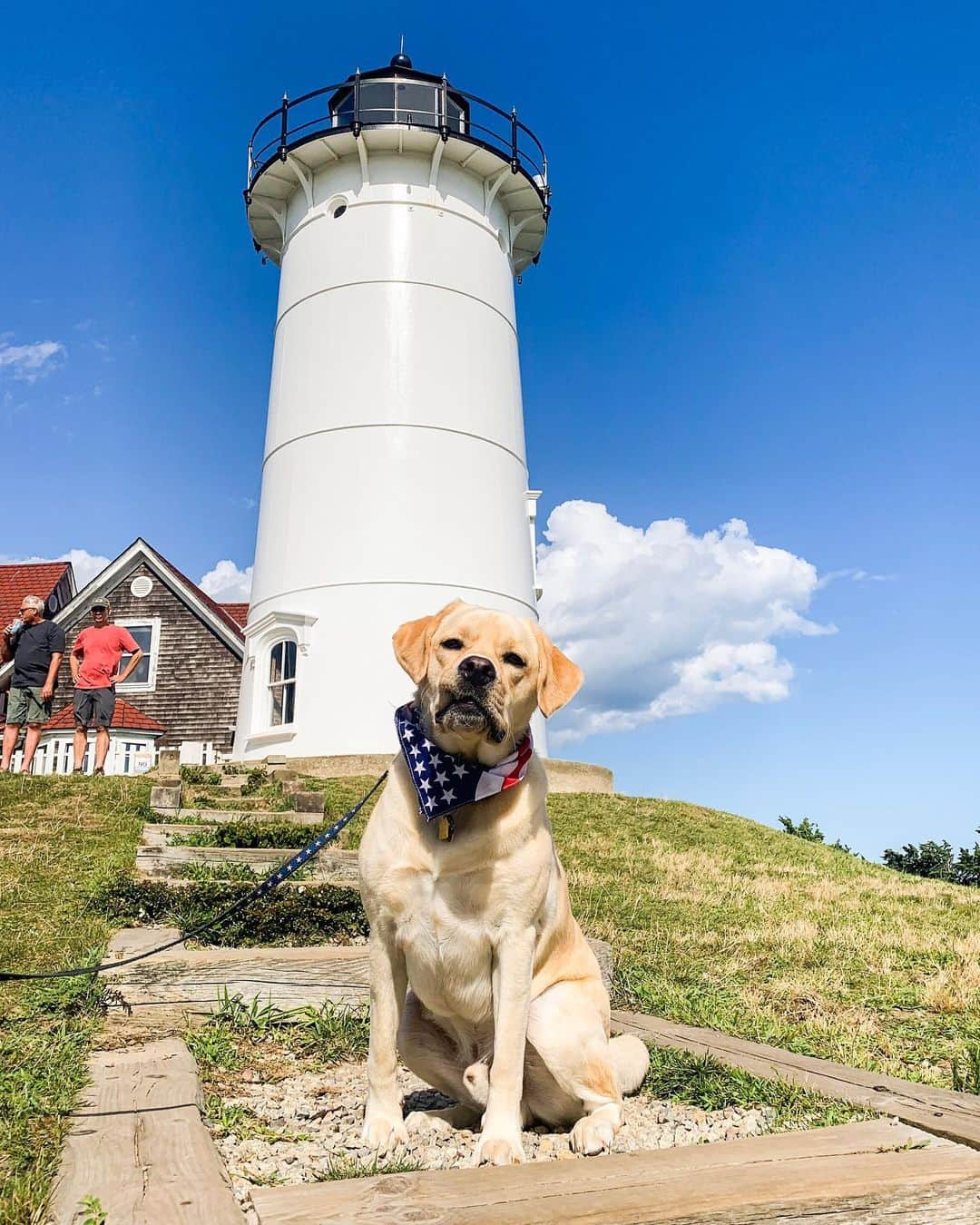 The Dogistさんのインスタグラム写真 - (The DogistInstagram)「Sammy, Labrador Retriever (2 y/o), Nobska Lighthouse, Falmouth, MA • “If you start scratching him he’ll start making noises and he won’t leave you alone.”」8月12日 3時22分 - thedogist