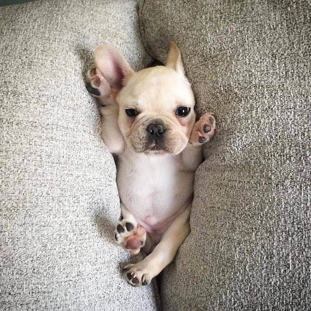 French Bulldogさんのインスタグラム写真 - (French BulldogInstagram)「Current mood ❤ @_zoethefrenchie_ . . . . . #funny_frenchie #frenchie #frenchies #frenchiemom#frenchiepuppy #frenchiesofinstagram #frenchbulldog#frenchbulldogs #frenchbulldogpuppy#frenchbulldogsofinstagram #frenchy #fransebulldog#franskbulldog #französischebulldogge #flatnosedogsociety#bulldogfrances #bouledogue #bouledoguefrancais #batpig#buhi #squishyface #squishyfacecrew #redfawn #フレンチブルドッグ #フレンチブルドッグ #フレブル #ワンコ」8月12日 3時32分 - frenchie.world