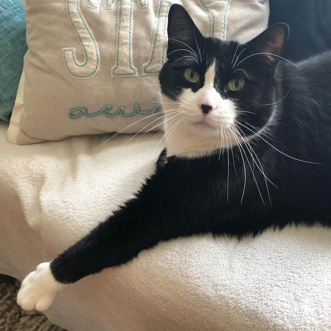Tuxedo Cat Brosのインスタグラム：「Hugo is having a lovely little Sunday... if you don’t count the part when the vacuum cleaner came out and NEARLY KILLED HIM!!! ☠️☠️」